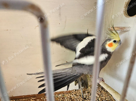 Cockateils