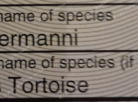 Hermanns Tortoise
