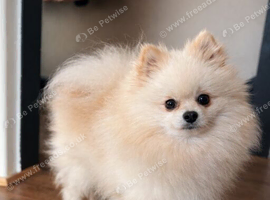 Proven Cream Pomeranian Stud &ndash; Double Coated & Healthy