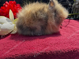 Lionhead Baby Bunnies