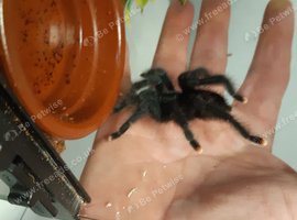 Avic avic common pink toe.