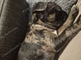 F1b Cocker Pug Puppies Girl left