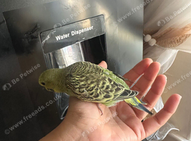 Lovely baby budgies