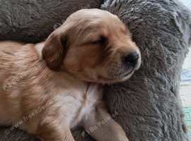 Golden Retriever Puppies Ready for New Homes