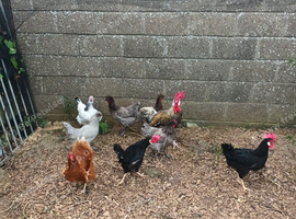 Chickens for sale