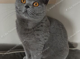 GCCF ACTIVE FEMALE