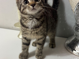 Kitten tabby
