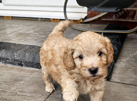 Last male left Gorgeous Toy cockapoo puppies