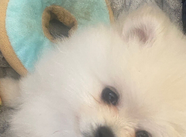 Beautiful Pom puppies