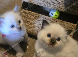 Affectionate Ragdoll Kittens Health-Tested Line