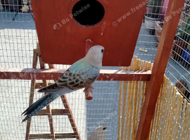 stunning young Blue Bourke parakeets for sale.