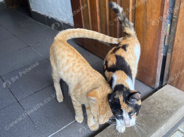 1 male and 1 female kitten available for collection in Manchester