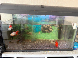 Oranda goldfish for sale