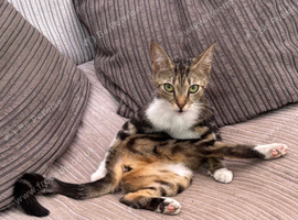FEMALE KITTEN NEEDS LOVING HOME
