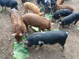 weaner piglets