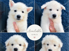 KC White Swiss Shepherd puppies Champion Bloodline