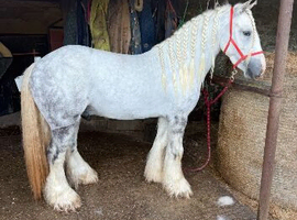Chief - 2 year old dapple grey colt
