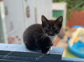 Kittens ready for forever home