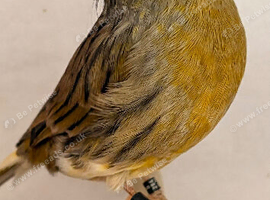 Gloster canary