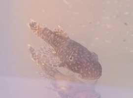 Baby Common Plecos