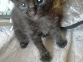 Fluffy dark grey tortoise shell female kitten