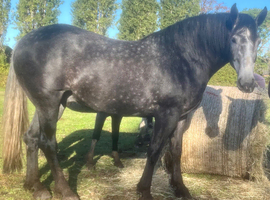 Pure bred Irish draught - ready to back