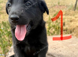 Labrador x collies