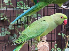 3 beautiful young Ringnecks (1 semi tame)
