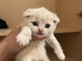 Scottish Fold & Straight Kittens