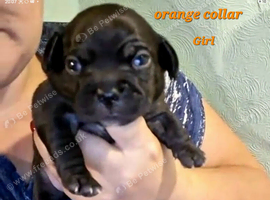 Frenchie puppies for sale