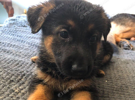 German shepherd puppys