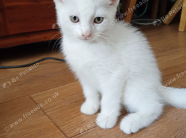 2x white kittens