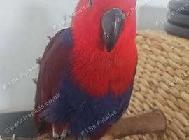 Beautiful Female Eclectus for sale