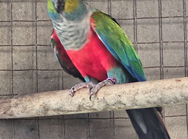 Crimson conure