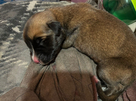 Puppies for sale