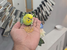 Hand tamed Budgies
