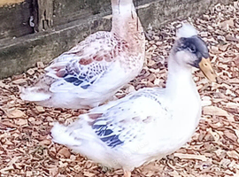 Crested Bantam Males