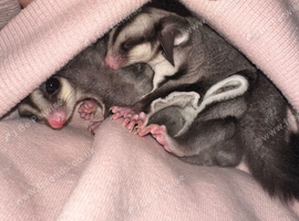 Male & Female Sugar glider