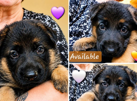 Gorgeous pedigree German Shepherd Puppies