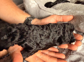 ONLY 2 female black cockapoos LEFT one all black one with a white chest