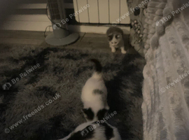 Kittens