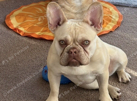 1 yr old frenchie