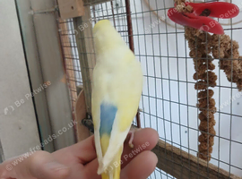 Young budgies