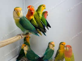 Love birds