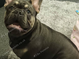 5 weeks old French bull dogs