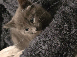 2 kittens for sale