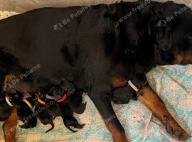 Rottweiler puppies, 3 boys, 3 girls, ready to go.