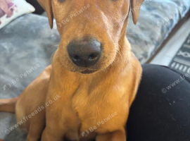 Fox red Labrador for stud &pound;350