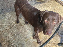 18 month old Chocolate Labrador
