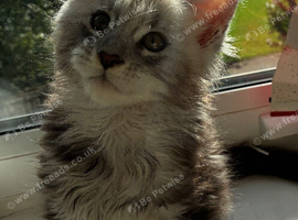 Large Maine coon Kittens TICA Registered Champion lines